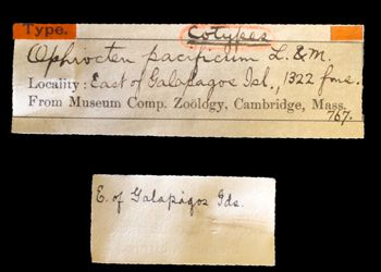Media type: image;   Invertebrate Zoology OPH-767 Description: Original handwritten specimen labels;  Aspect: labels